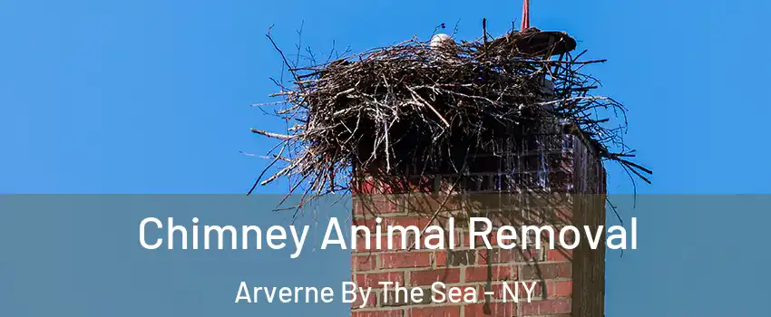Chimney Animal Removal Arverne By The Sea - NY