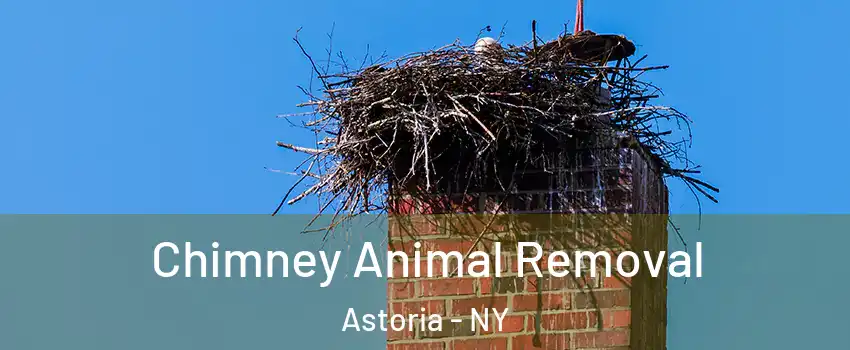 Chimney Animal Removal Astoria - NY