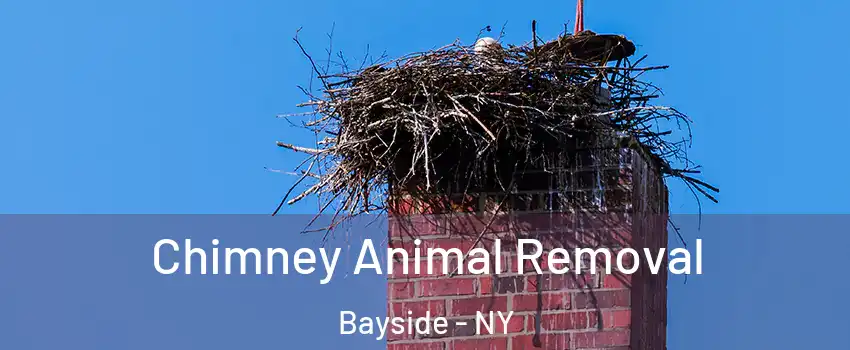 Chimney Animal Removal Bayside - NY