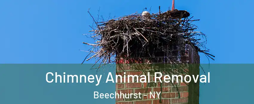 Chimney Animal Removal Beechhurst - NY
