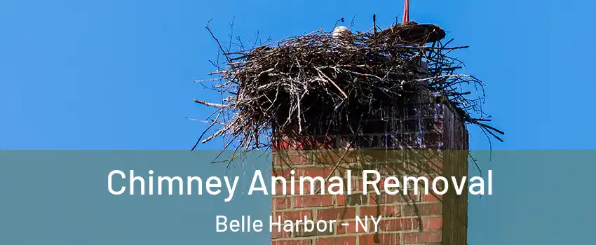 Chimney Animal Removal Belle Harbor - NY