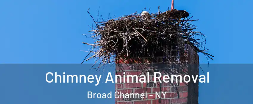 Chimney Animal Removal Broad Channel - NY