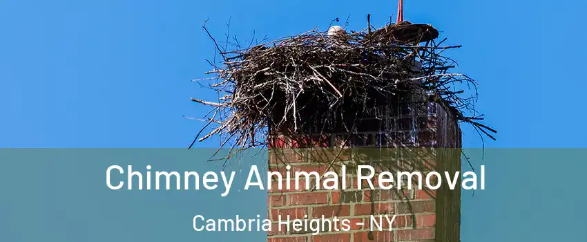Chimney Animal Removal Cambria Heights - NY