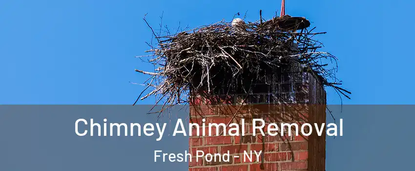 Chimney Animal Removal Fresh Pond - NY