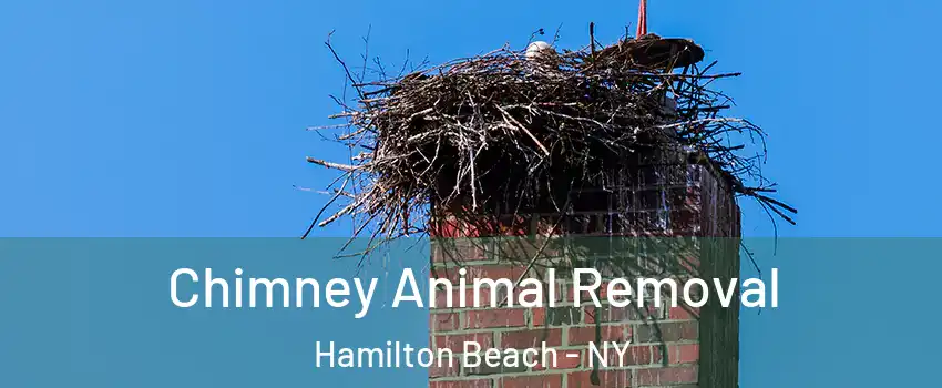 Chimney Animal Removal Hamilton Beach - NY