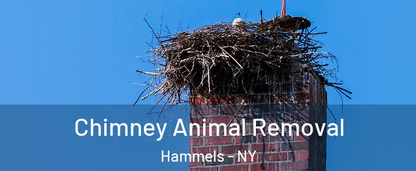Chimney Animal Removal Hammels - NY