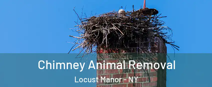 Chimney Animal Removal Locust Manor - NY