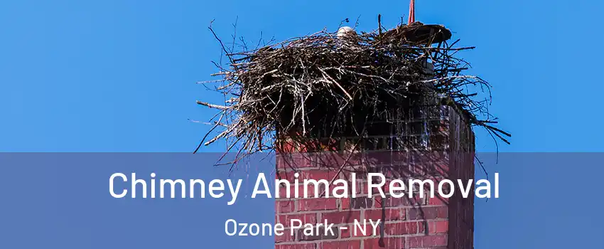 Chimney Animal Removal Ozone Park - NY