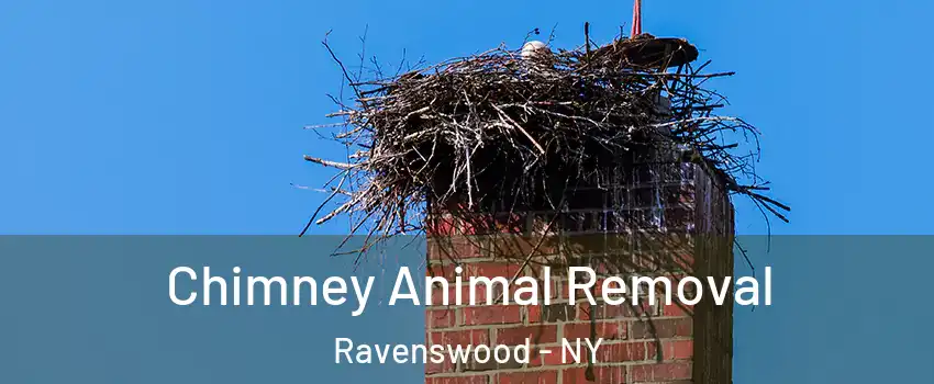Chimney Animal Removal Ravenswood - NY