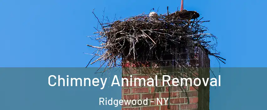 Chimney Animal Removal Ridgewood - NY
