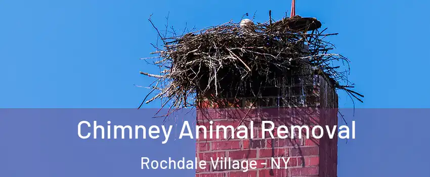 Chimney Animal Removal Rochdale Village - NY
