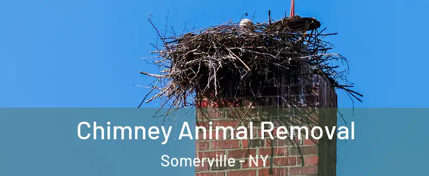 Chimney Animal Removal Somerville - NY