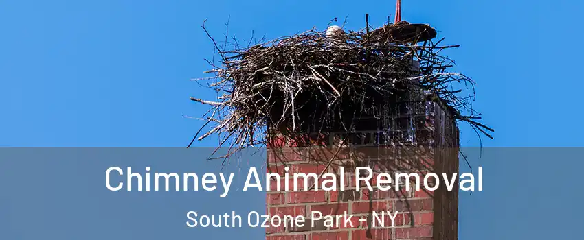 Chimney Animal Removal South Ozone Park - NY