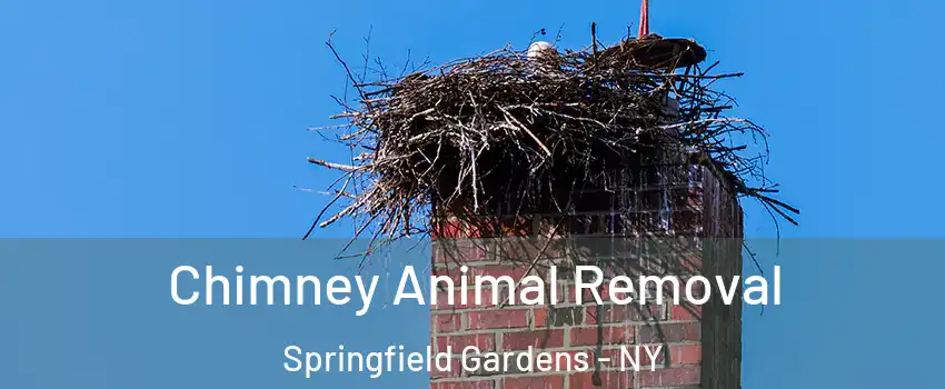Chimney Animal Removal Springfield Gardens - NY