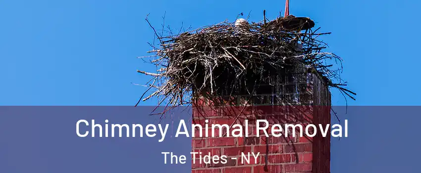 Chimney Animal Removal The Tides - NY