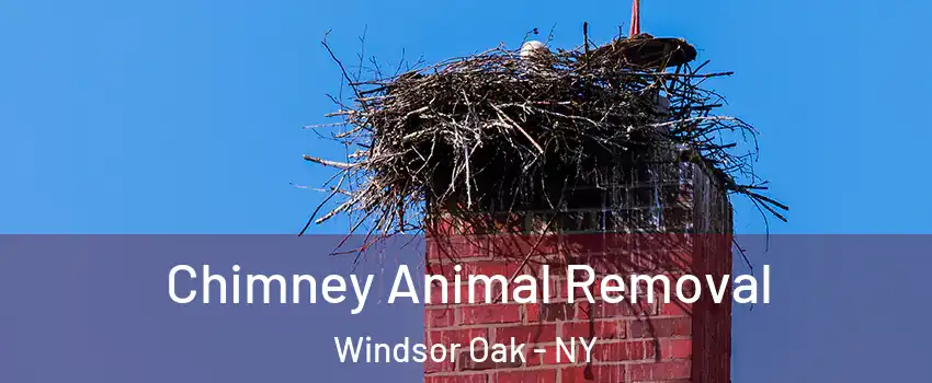 Chimney Animal Removal Windsor Oak - NY