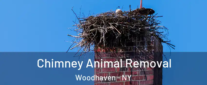 Chimney Animal Removal Woodhaven - NY