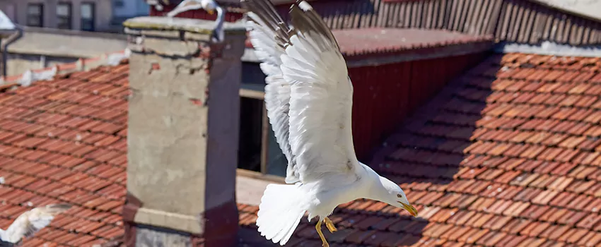 Residential Chimney Animal Removal Solution in Arverne By The Sea, NY